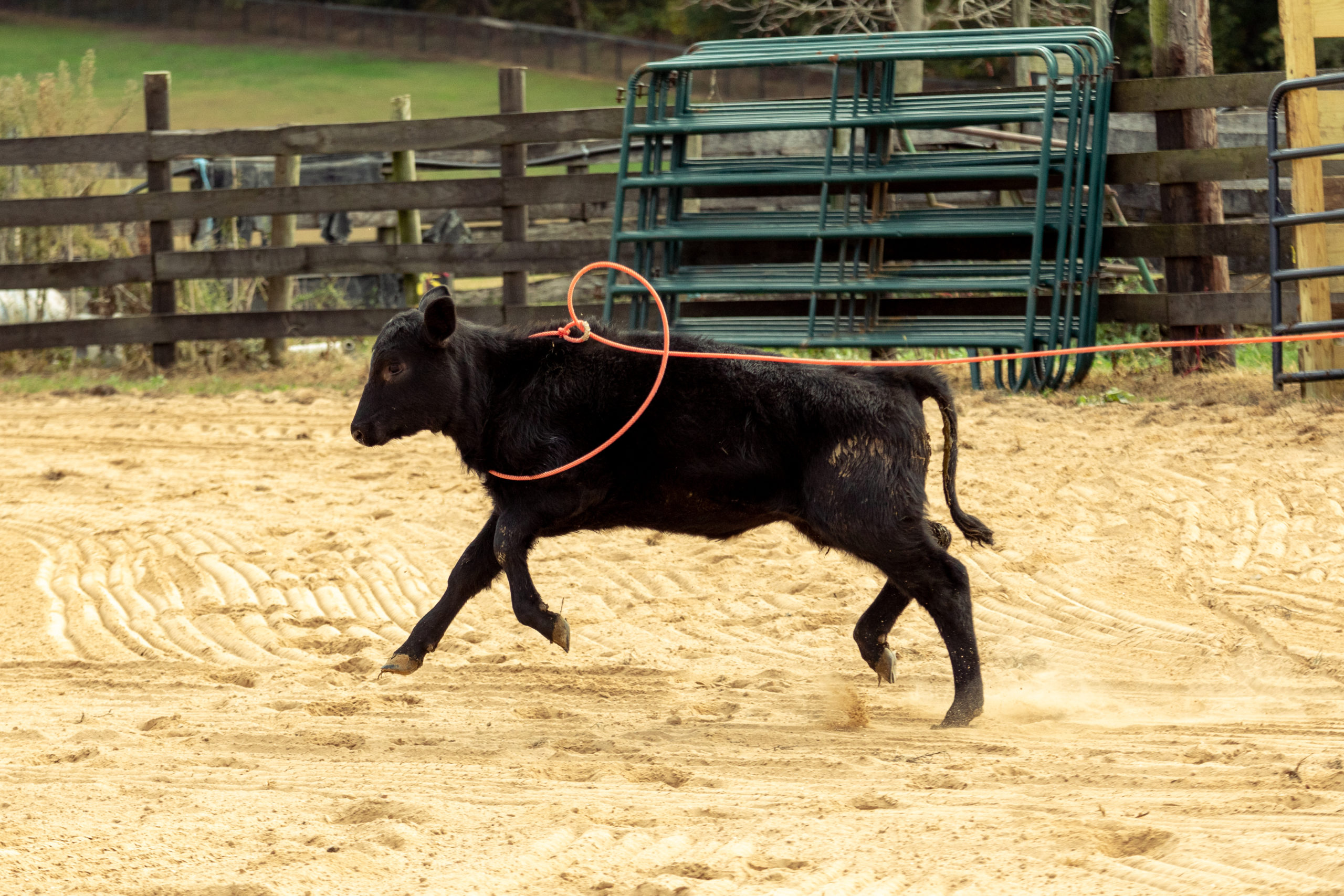 Rodeo & Roping Events