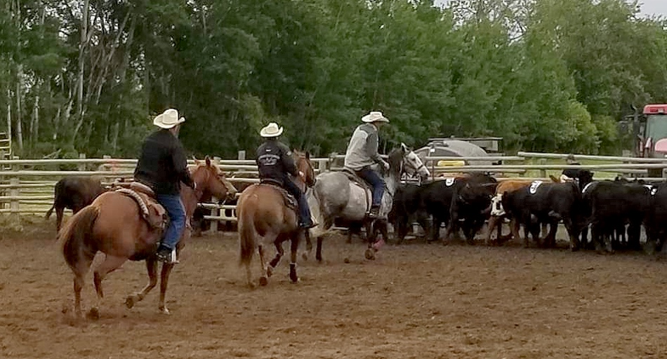 Team Penning & Ranch Sorting Events